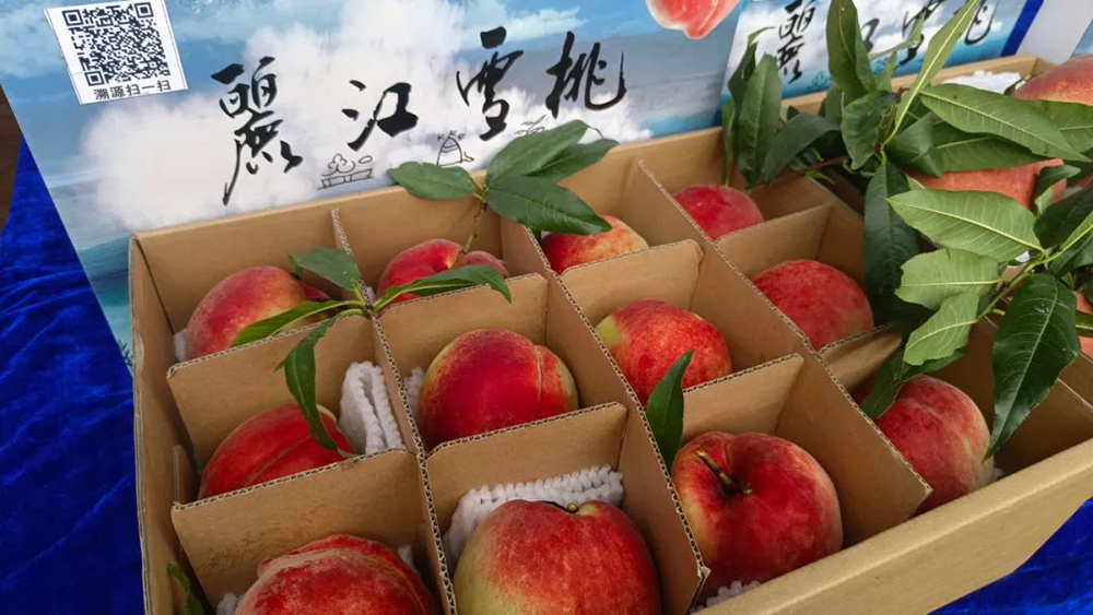 重2斤、競(jìng)拍價(jià)1100元！麗江雪桃王誕生！